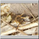 Halictus cf confusus - Furchenbiene m03 7mm.jpg